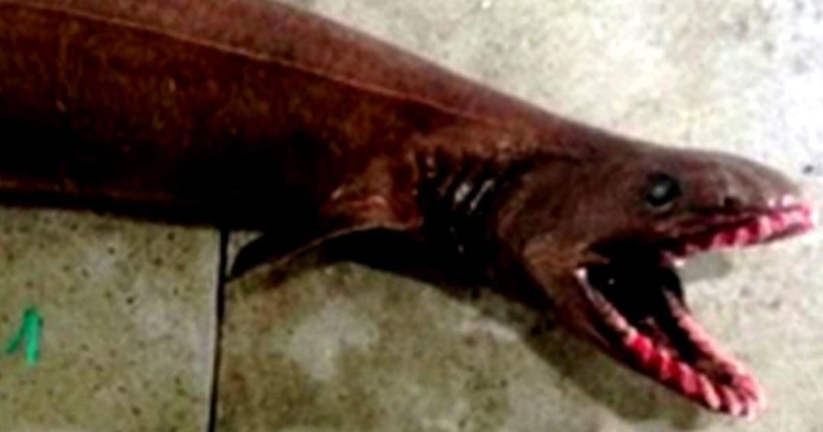 Anglers reel in rarely seen shark with 300 teeth