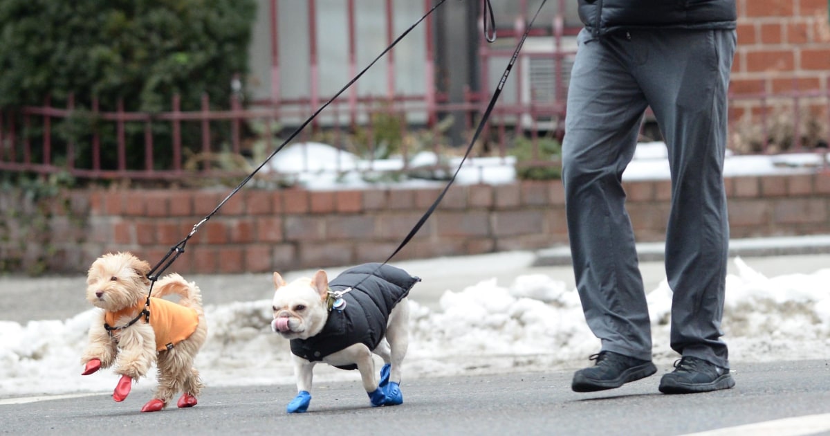 Professional Dog Walking: Fame, Fortune, and Poop Bags