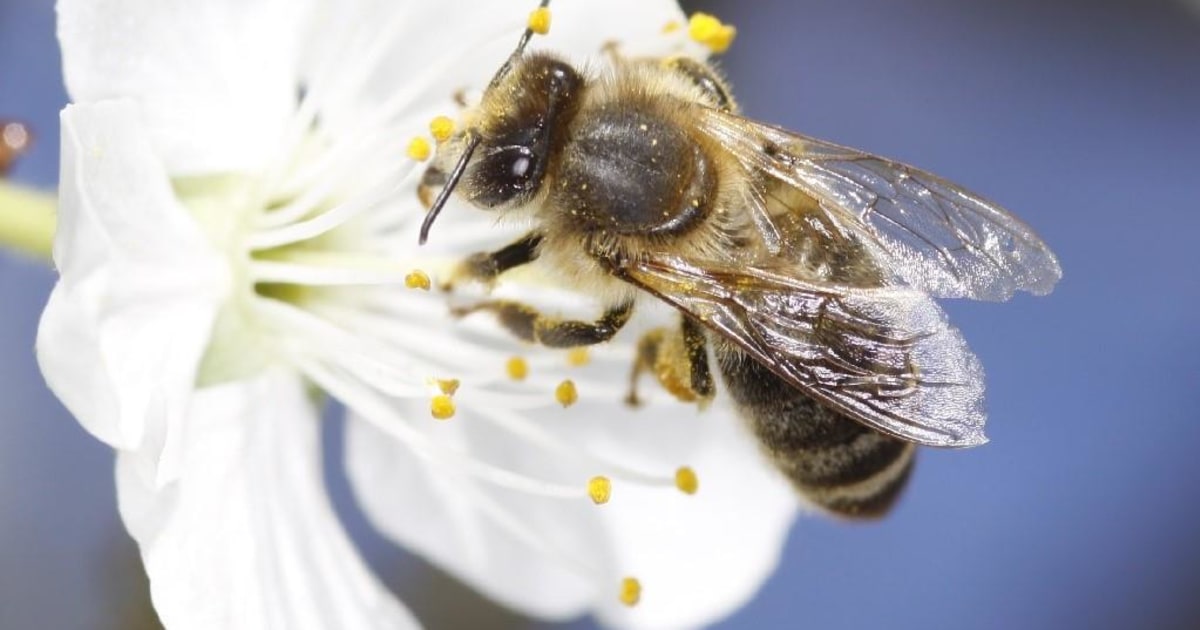 How Stress Pushes Honeybee Colonies Into Collapse
