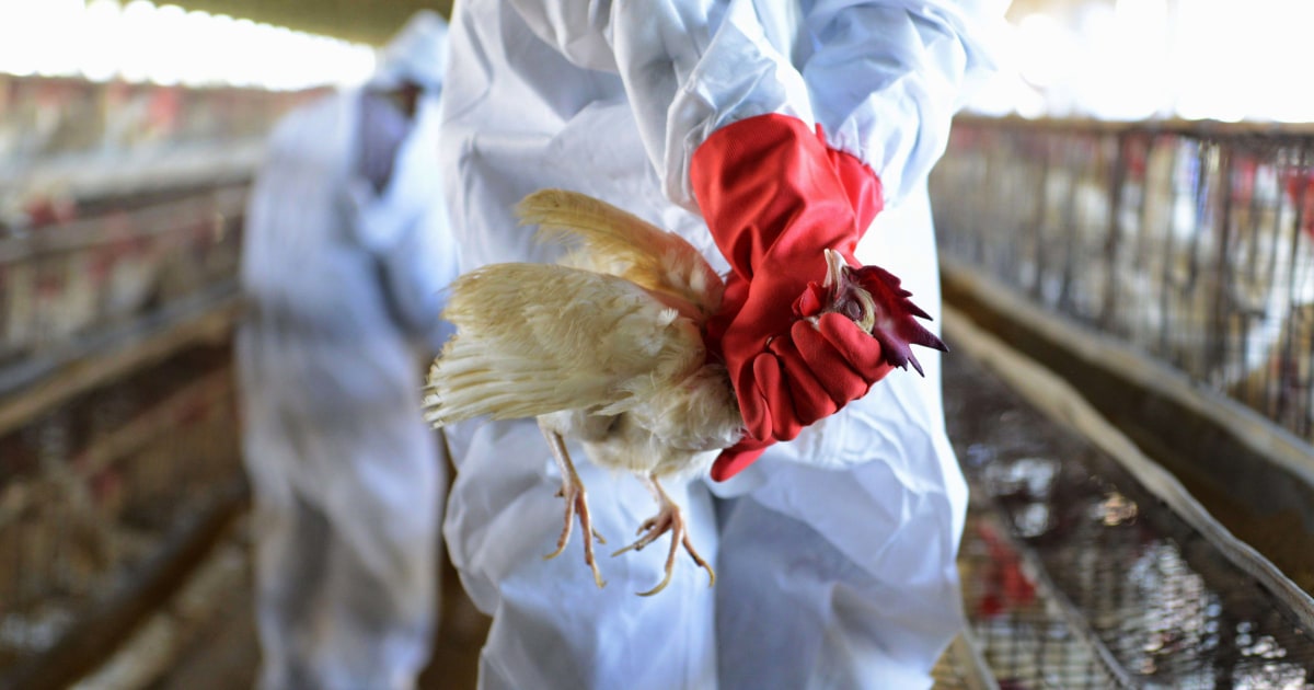 Watch Out for Bird Flu, WHO Says