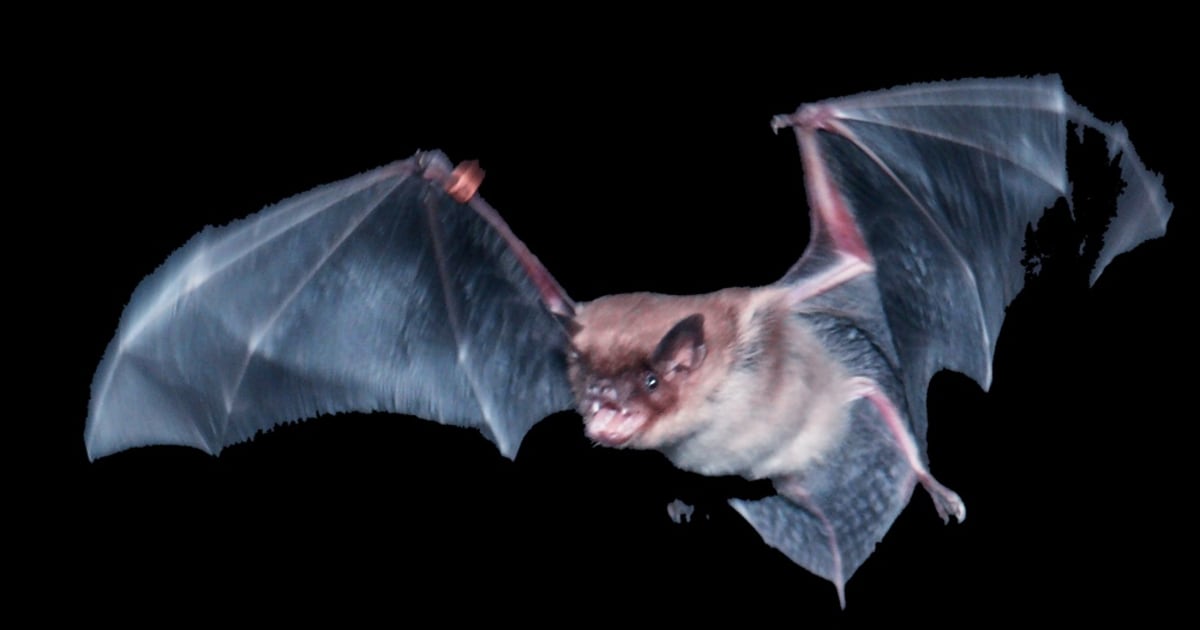 Tiny Hairs on Bats' Wings Are Key to Their Maneuverability