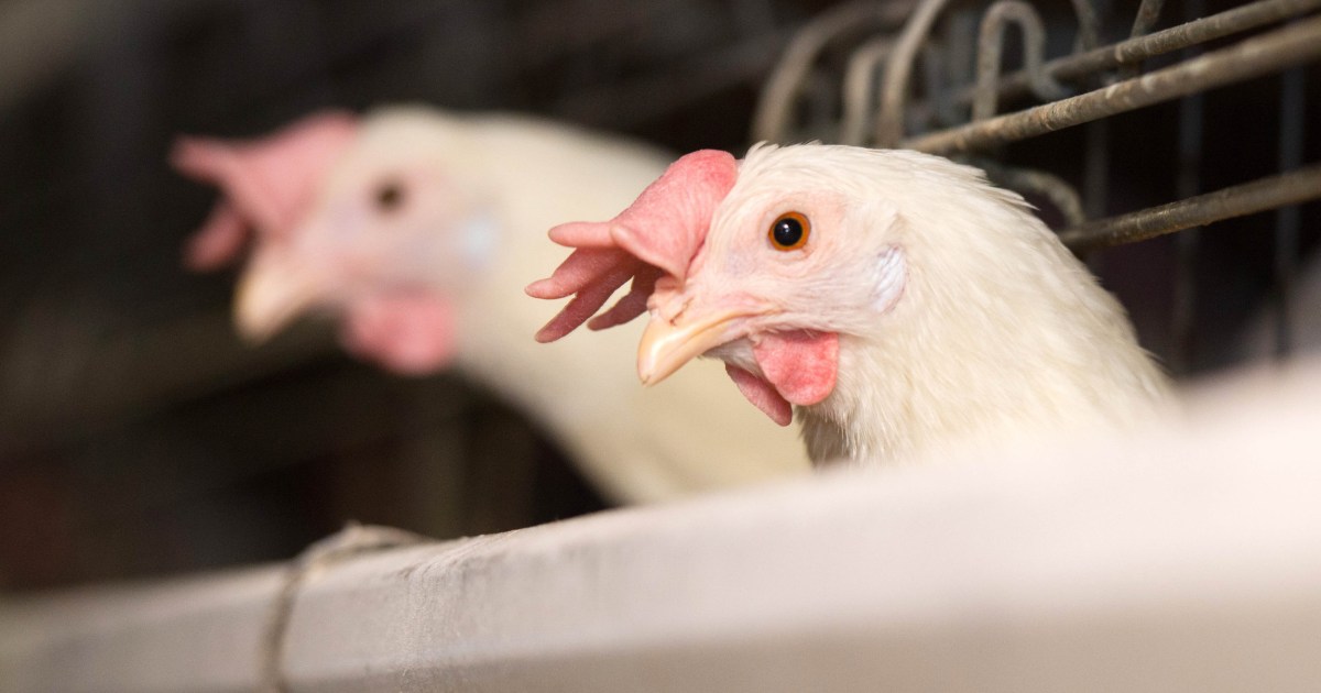 First Nebraska Cases of Bird Flu Confirmed in Flock of 1.7 Million Chickens