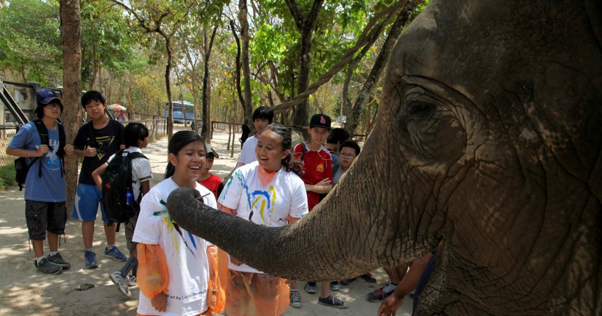 Lucky the Elephant Paints Her Own Art to Raise Money to Treat Illness