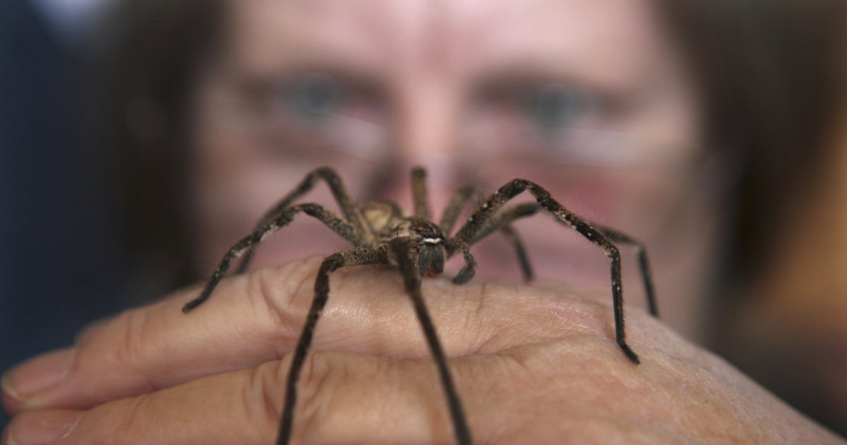 Pouring Down Arachnids: Australia's Nasty 'Spider Rain' Explained