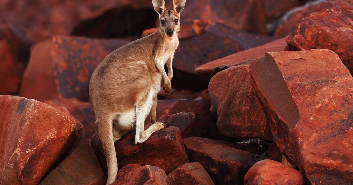 Красный кенгуру в Австралии. Животные Западной Австралии. Ушастые животные. Редкие животные. Кенгуру архив