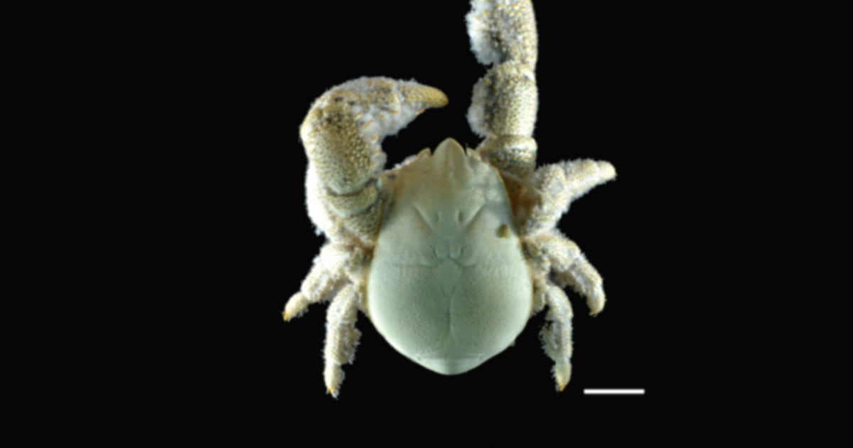 Antarctic 'Yeti' Crab Uses Hairy Chest to Grow Food