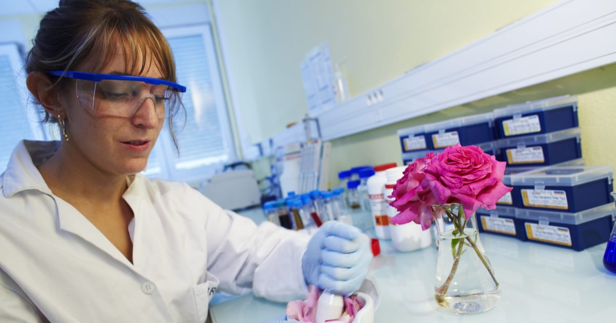 Scientists Figure Out How to Make Modern Roses Smell Sweeter
