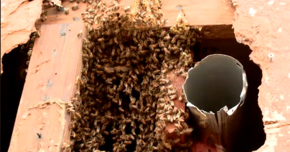 Swarm Welcome: Giant Bee Hive Found in Oklahoma Home