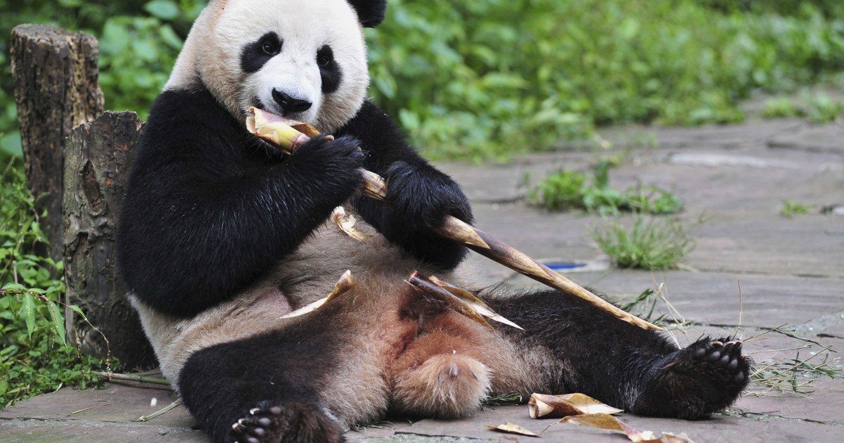 bear-necessities-scientists-explain-how-pandas-survive-eating-just-bamboo