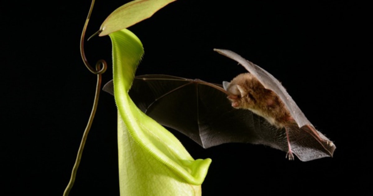 Why Would a Carnivorous Plant Attract Bats? The Poop