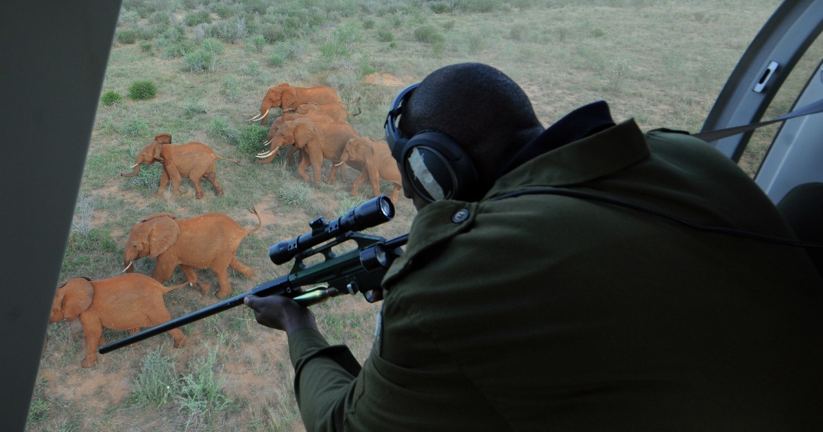 Wildlife Poaching: 4 Reasons Why You Should Care About the Issue