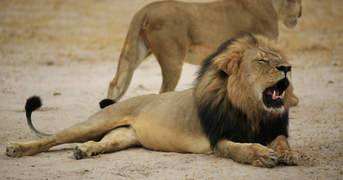 'Knee-Jerk' Reaction Over Cecil May Hurt Wildlife: Guide