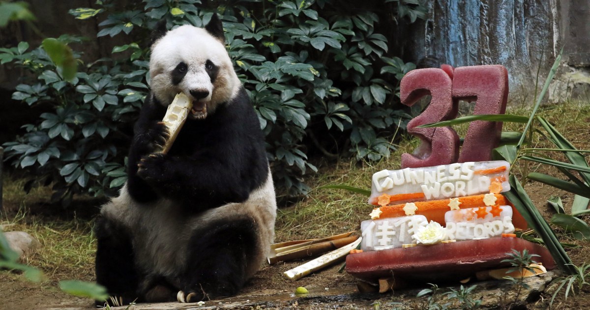 Happy Birthday, Jia Jia: World's Oldest Giant Panda Turns 37