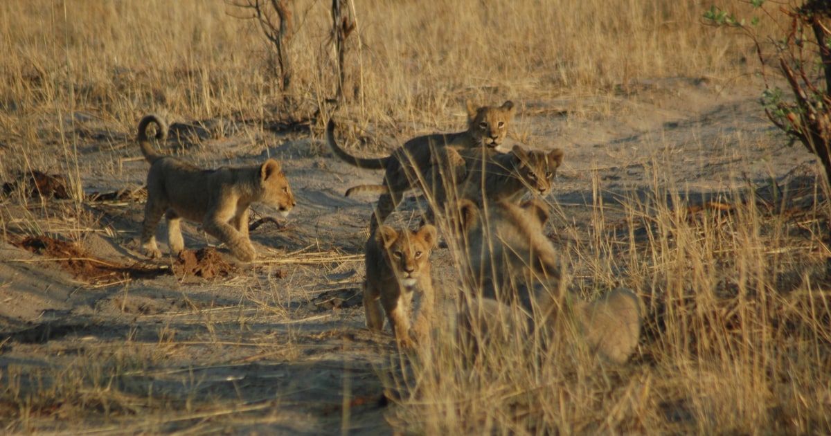 Cecil the Lion's Death by Walter James Palmer May Result in 10 Cubs Killed