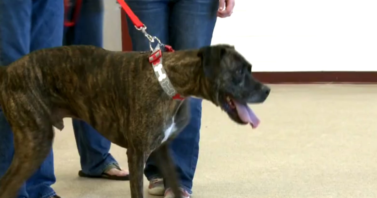 Family Reunited With Dog Nine Years After He Went Missing