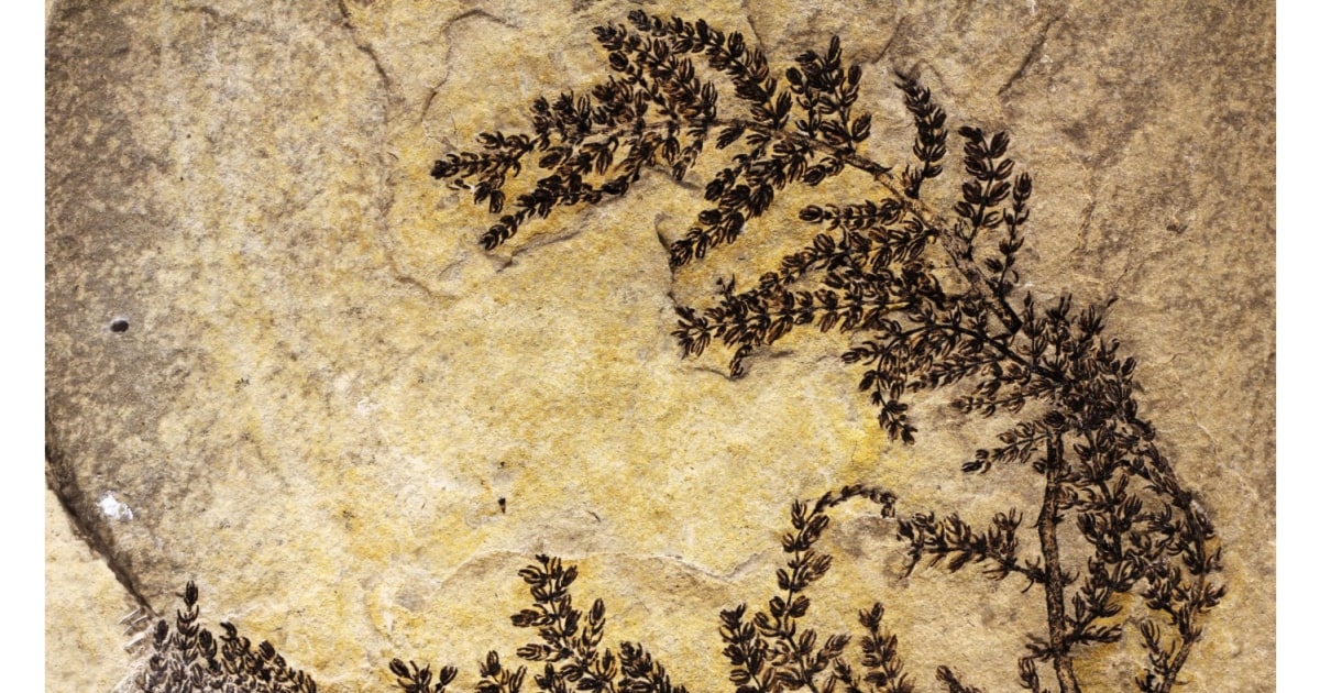 Prehistoric Fossil Found in Spain May Be Mythical 'First Flower'