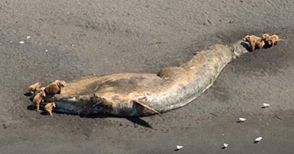 NOAA Declares 30 Whale Deaths in Alaska an 'Unusual Mortality Event'