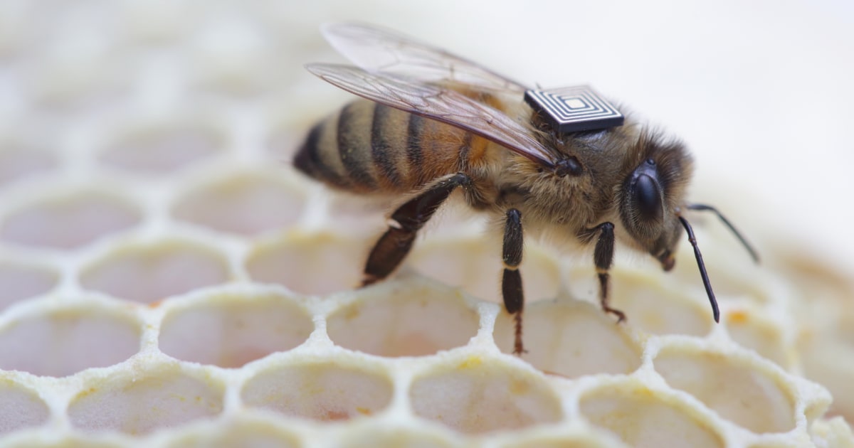 HighTech Bee Backpacks Could Help Track Hive Collapse