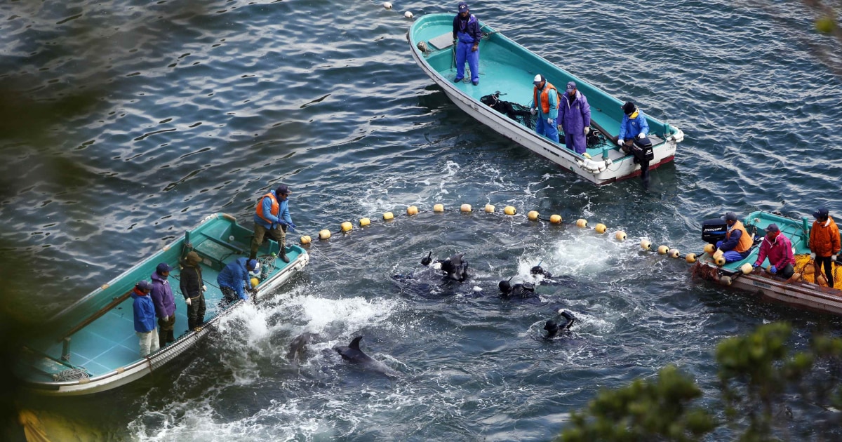 Exclusive Video Exposes Dolphin Slaughter in Japan and Peru