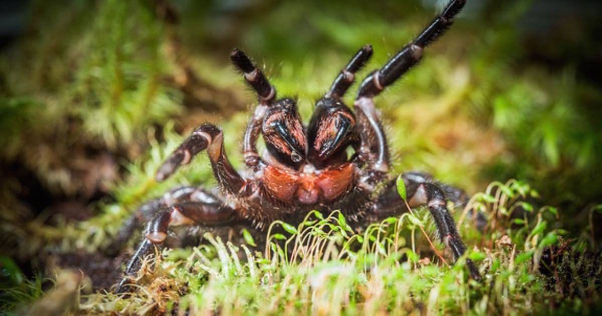 Venomous, Tree-Dwelling Spiders Surprise Scientists