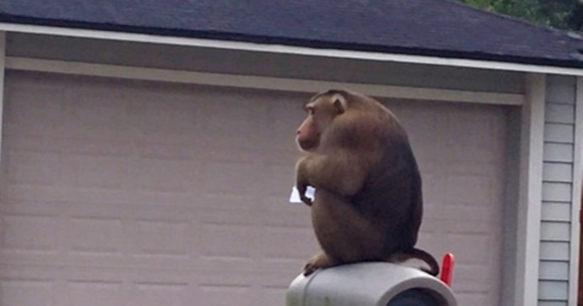 Monkey on Loose in Florida Steals Mail, Hearts