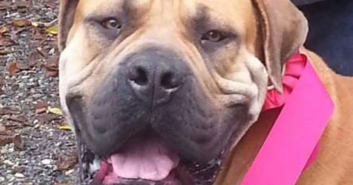 10,000 Dog Stolen From Breeder Found Four Days Later