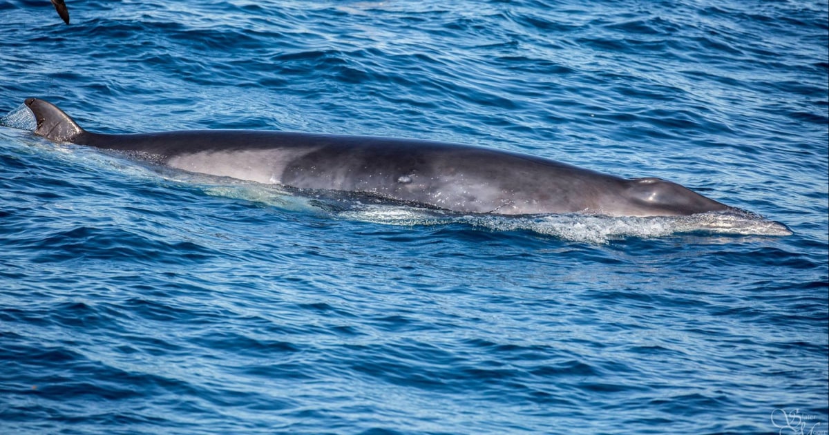 Rescuers Free Whale Entangled in Fishing Line