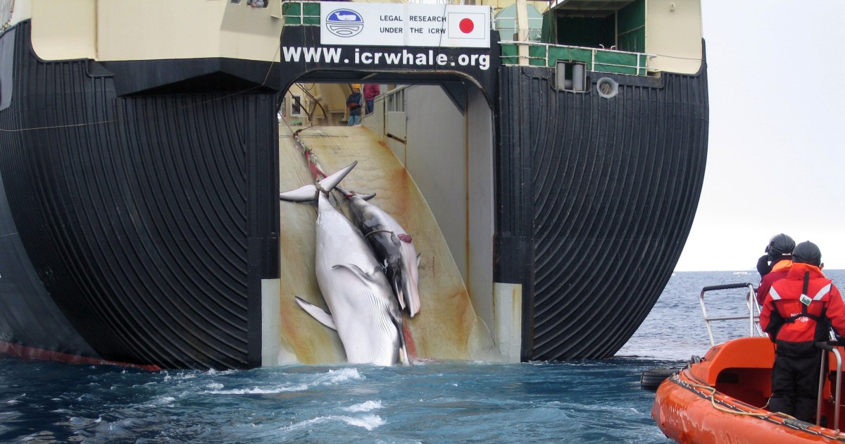Japan's Whaling Fleet Set to Embark on Hunt for 333 Minke Whales