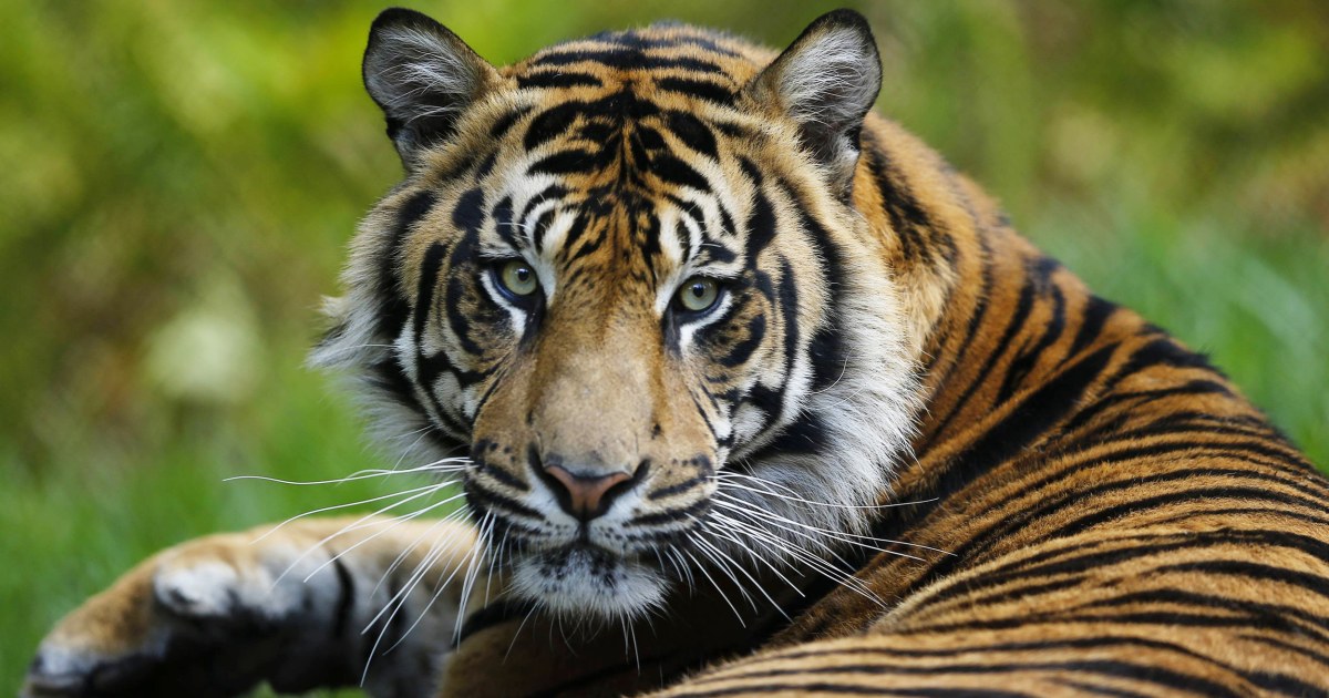 ‘Racing Extinction’: Documentary Explores Global Loss of Wildlife