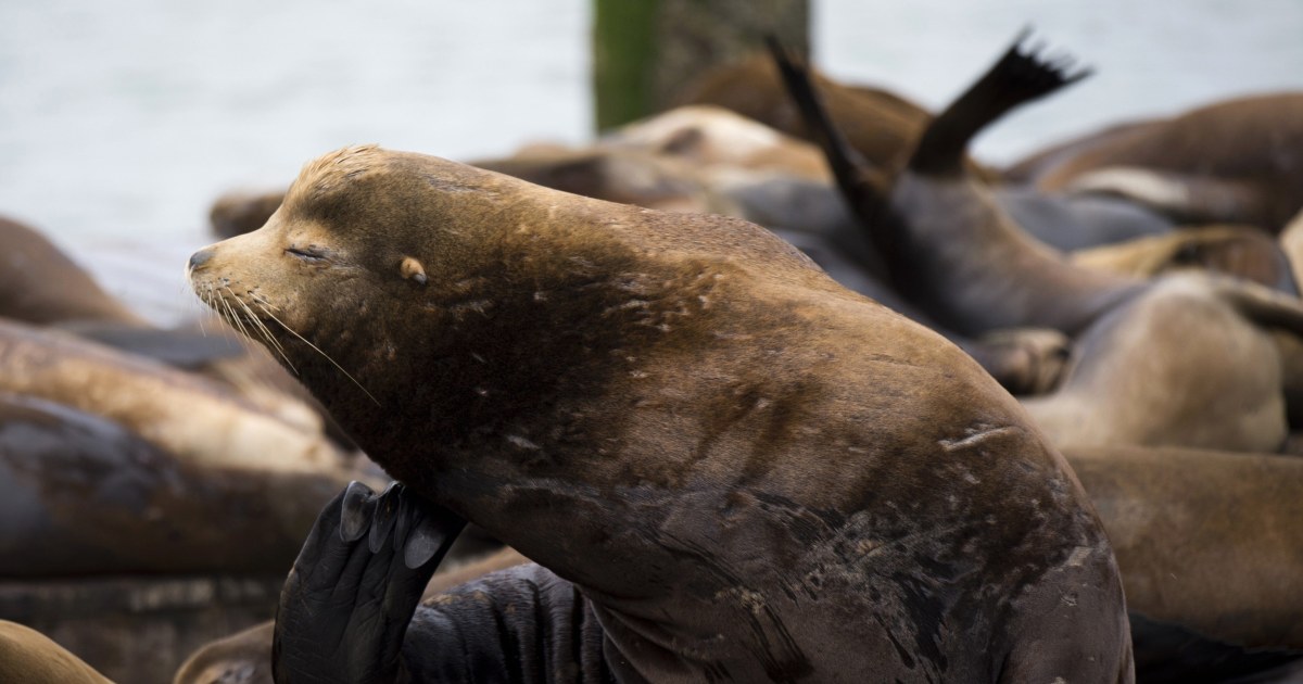 Algae Causing Sea Lion Brain Damage in California, Study Shows