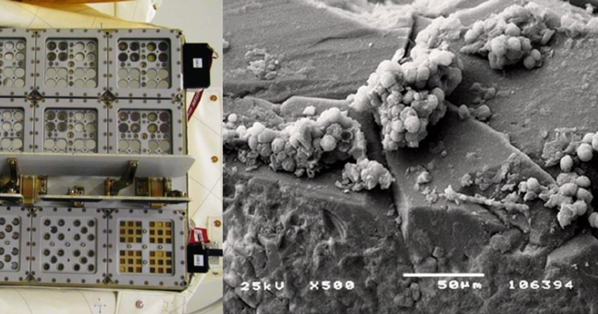 Antarctic Fungi Survive for a Year in MarsLike Conditions on Space Station