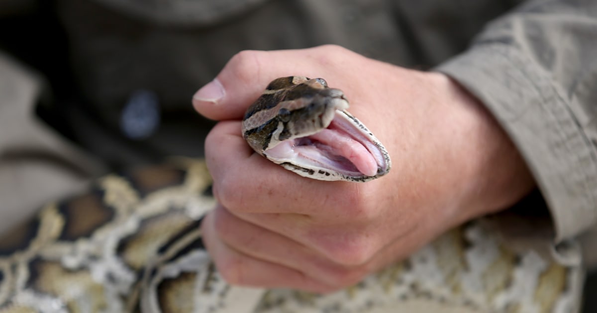 Winners of Florida's Python Challenge Capture Snake at 15 Feet, 125 Pounds