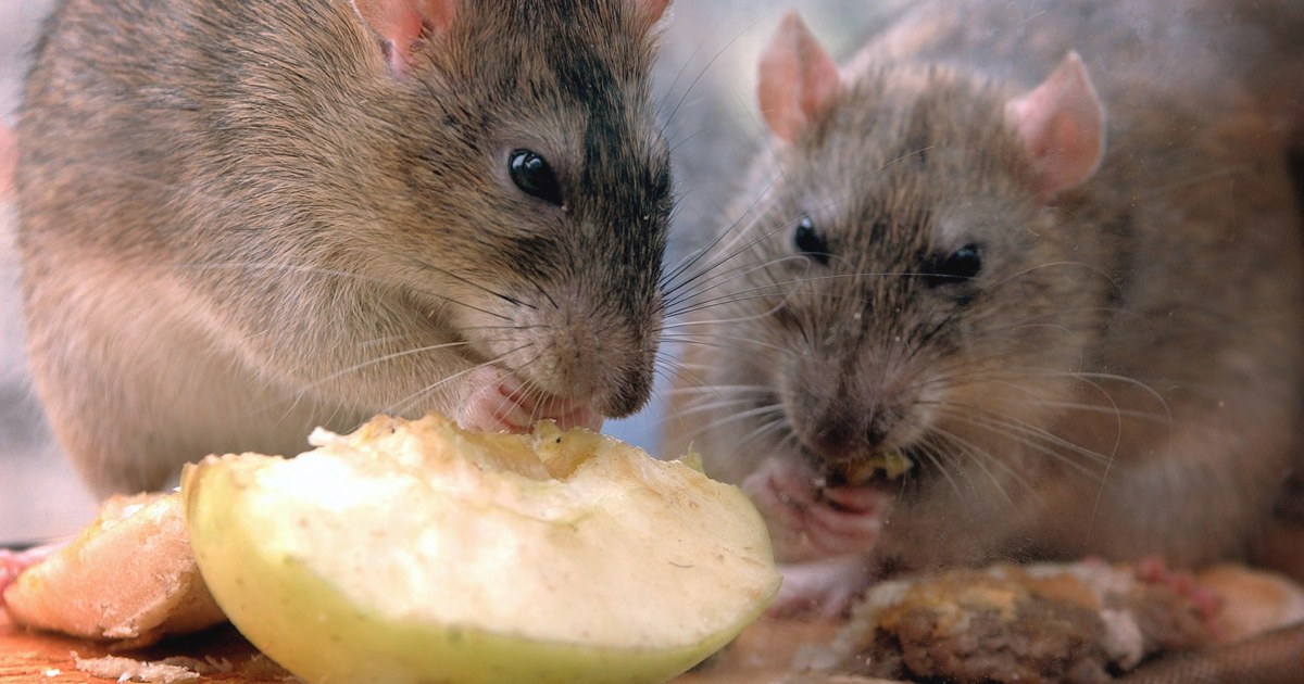 Rats Depress People More Than Crime Does, Study Finds