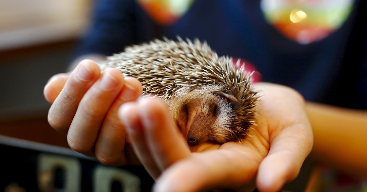 Hedgehogs Become Cuddle Buddies at New Tokyo Cafe