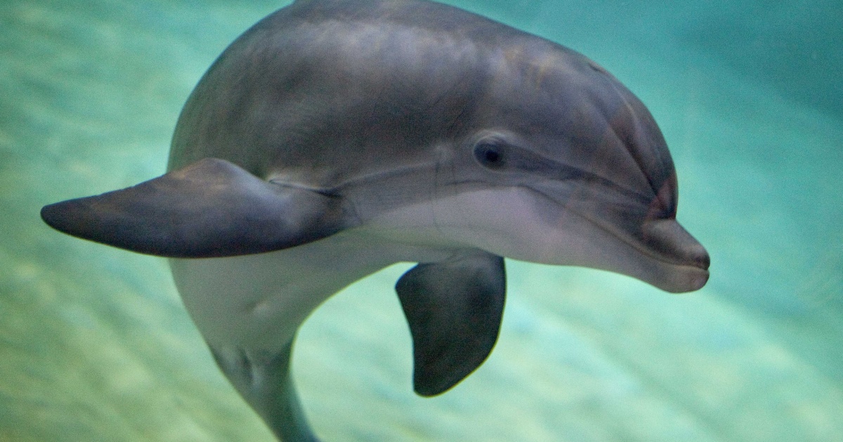 Why Did Russia's Military Just Buy Five Dolphins?