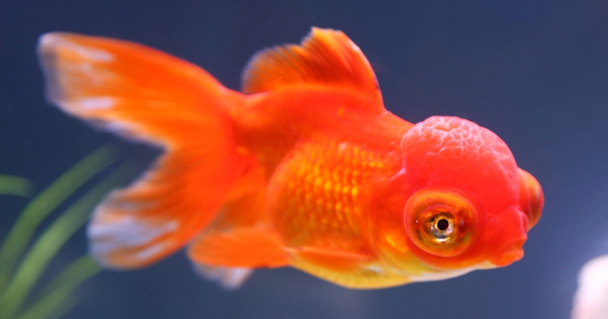 Fish Can Recognize Your Face. Really.