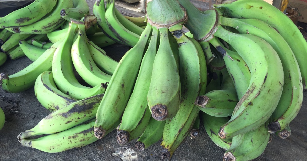 Young Puerto Rican Works to Increase Island's Agricultural Entrepreneurs