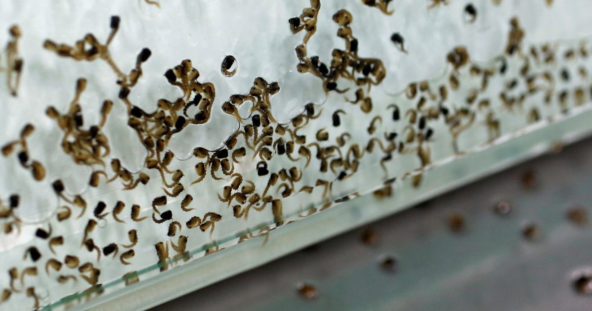 First Zika Case Reported in Caribbean's Cayman Islands