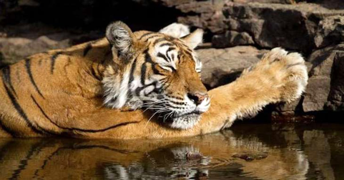 India S Most Famous Tiger Machli Queen Of Ranthambore Dies At 19