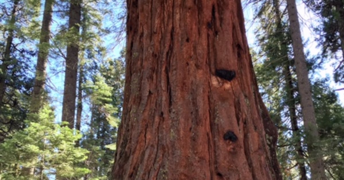 Pioneer Cabin Tree Famous For Tunnel Is Toppled By Storm