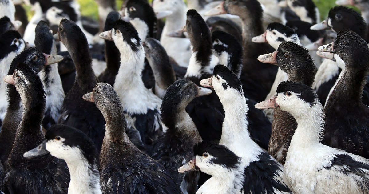 French foie gras makers fear the worst as bird flu toll rises