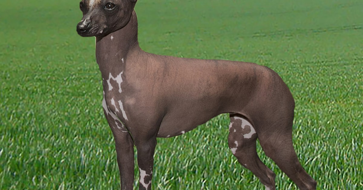 Featured image of post Simple Way to Peruvian Hairless Dog For Sale Australia