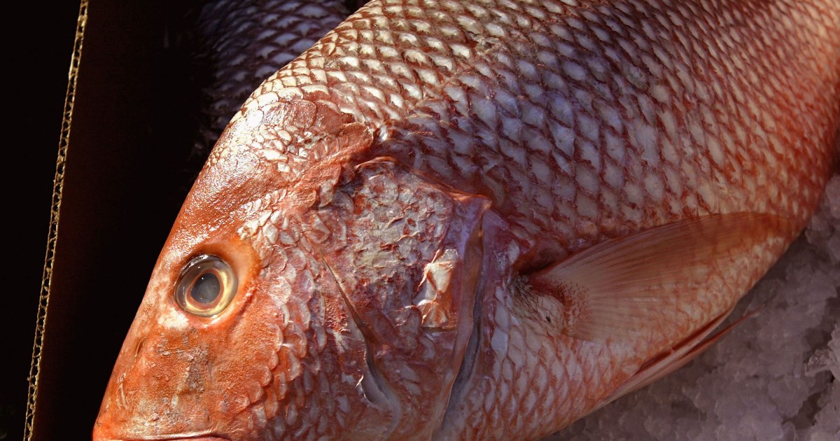 Fish Scales the Inspiration for Creating More Durable Clothing