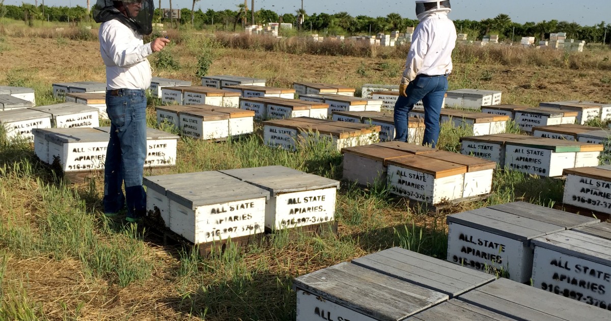 There will be honey': supporting Ukrainian beekeepers in a time of