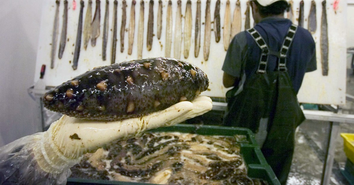 Sea Cucumbers Smugglers Busted With More than 17 Million Worth of the