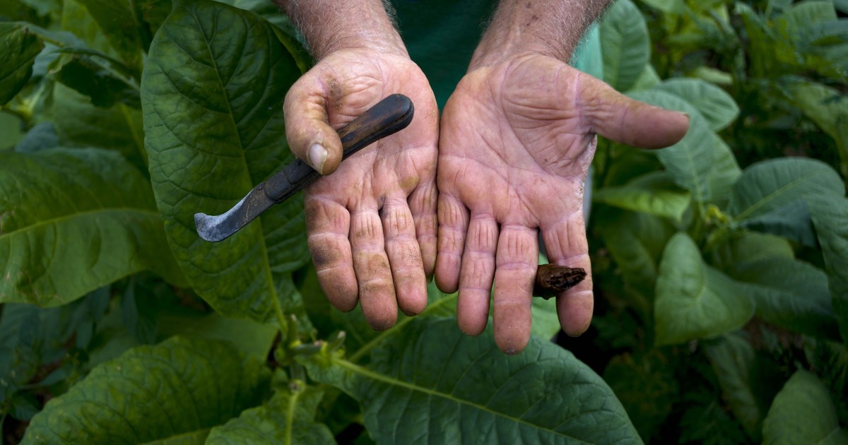 are tobacco leaves harmful World Health Organization: Big Tobacco Leaves Huge Ecological Footprint