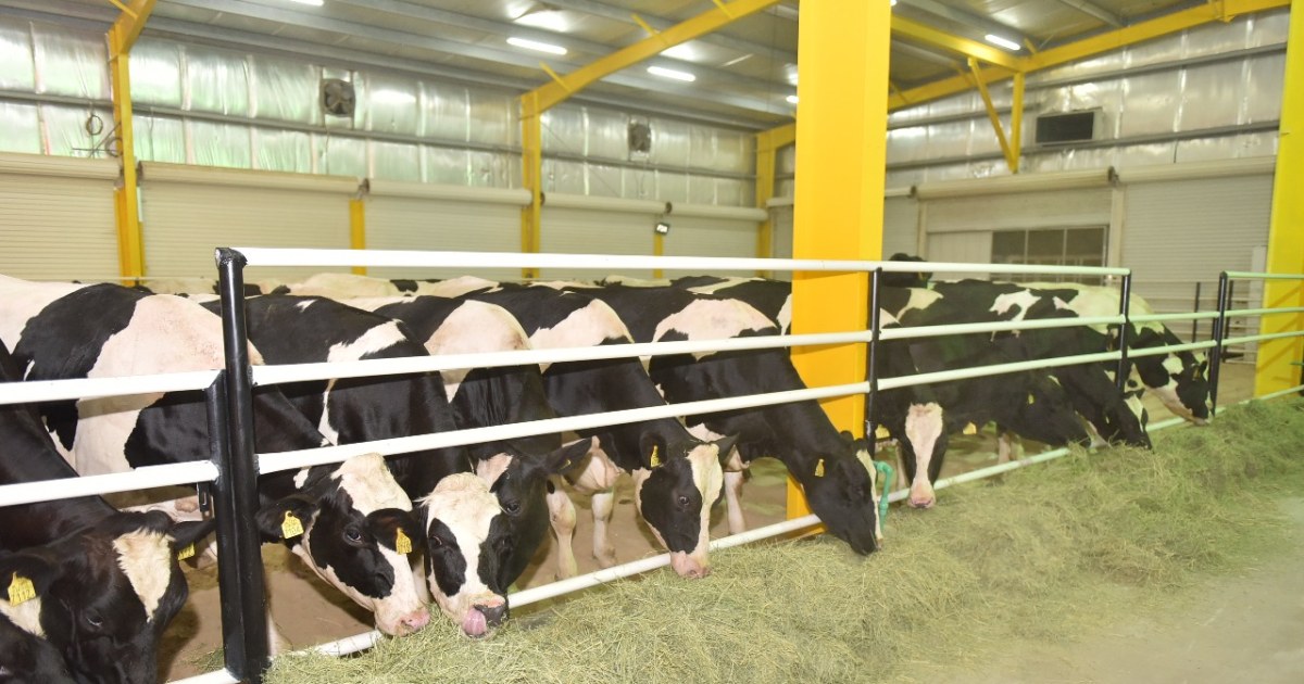 Qatari Company Flies in Cows to Meet Country's Dairy Needs