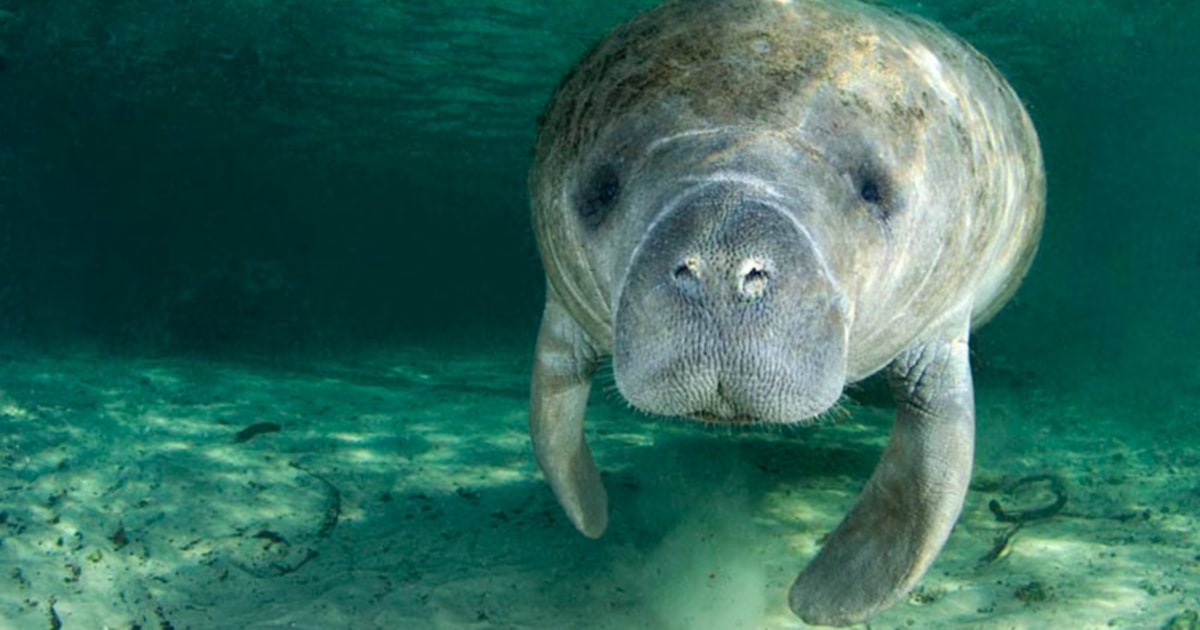 Is Sound the Secret for Saving the Manatees?