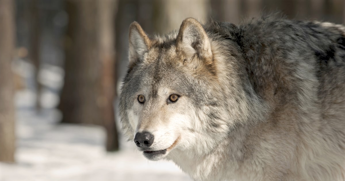 Court Rules Gray Wolves Remain Endangered in Western Great Lakes