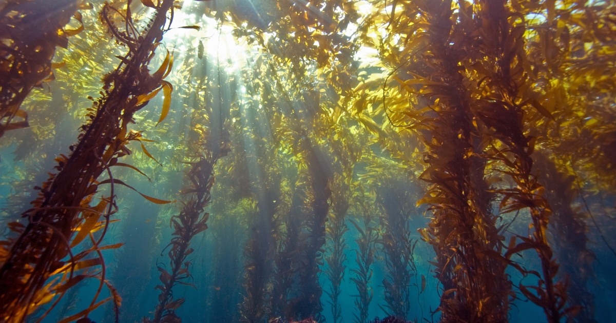 Why Seaweed, Not Solar, May Be the Energy of Tomorrow